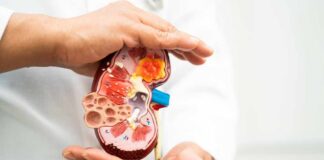 A healthcare professional holding a detailed model of a kidney