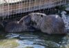 Sabotage EXPOSED: Oregon Rats Invade California Two nutria interacting in water near a fence