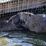 Two nutria interacting in water near a fence