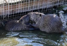 Two nutria interacting in water near a fence