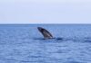 Humpback whale breaching in open ocean