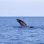 Humpback whale breaching in open ocean