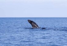 Mystery Whale Death Sparks Accountability Debate Humpback whale breaching in open ocean