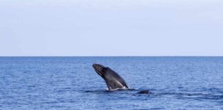Humpback whale breaching in open ocean