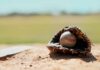 Baseball in a worn glove on the infield dirt