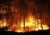 Billions Spent, Wildfire Risks Still Grow Forest wildfire engulfing trees at night
