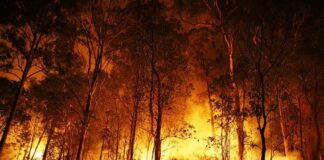 Forest wildfire engulfing trees at night