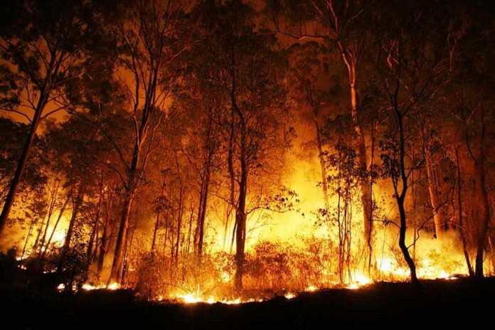 shutterstock_48032821 Forest wildfire engulfing trees at night