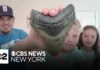 Family finds megalodon tooth at Jersey Shore beach