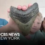 Beach Rock Hides Prehistoric Beast Family finds megalodon tooth at Jersey Shore beach