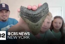 Beach Rock Hides Prehistoric Beast Family finds megalodon tooth at Jersey Shore beach