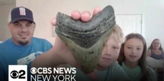 Family finds megalodon tooth at Jersey Shore beach