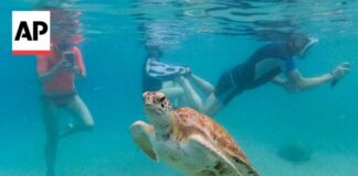 Oceans hit record temperatures amid climate change and El Nino